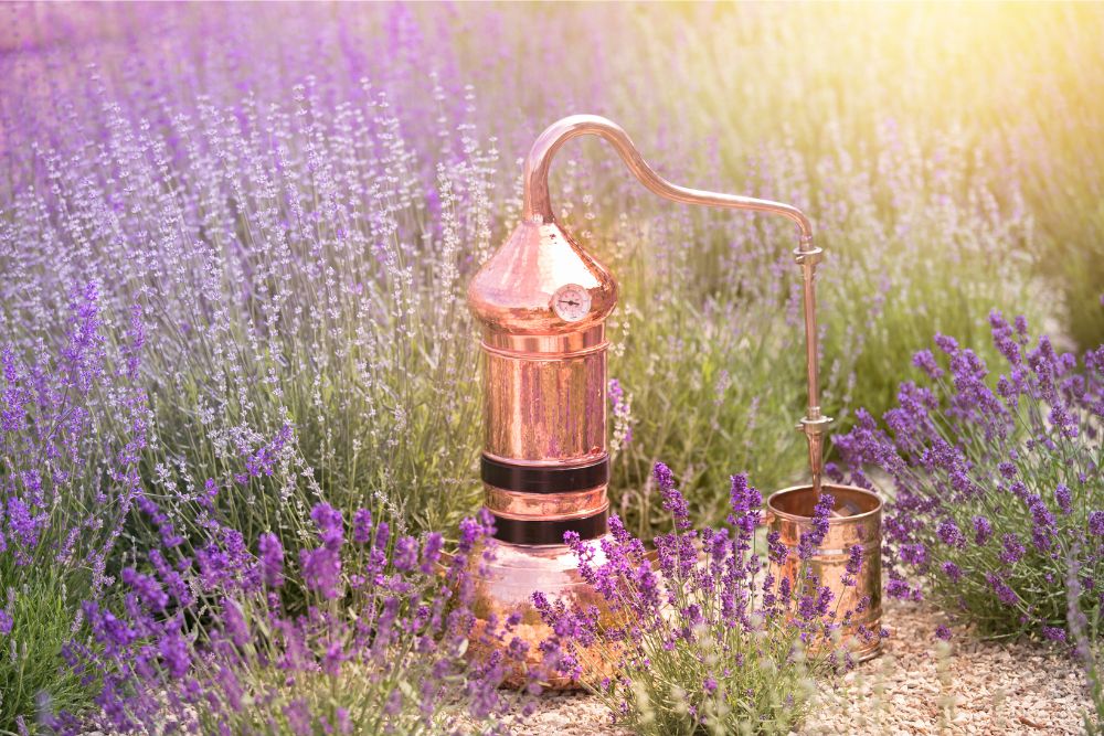 Blog-úvod k Destilaci s Čaromilou Milena Kořínková, Magic therapy, blog, Destilace květů